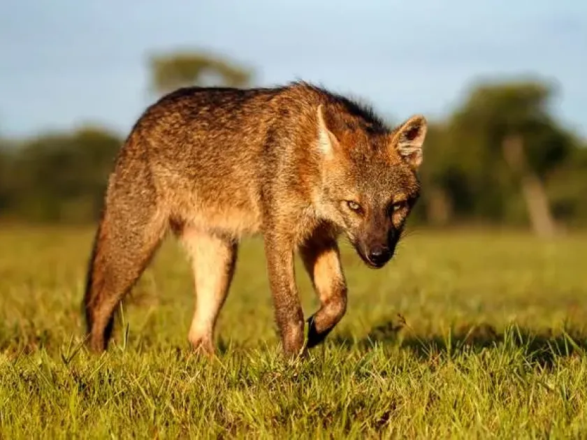 Crab-eating fox