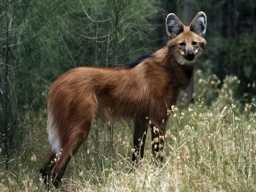 Maned wolf