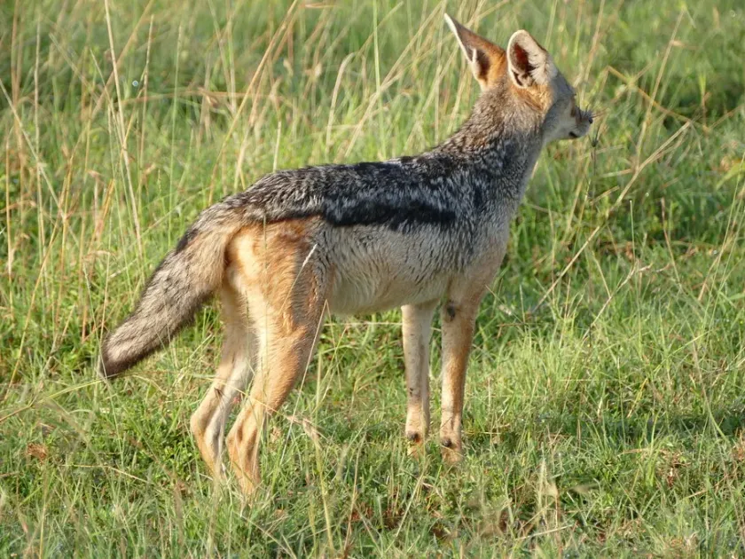 Black-backed jackal