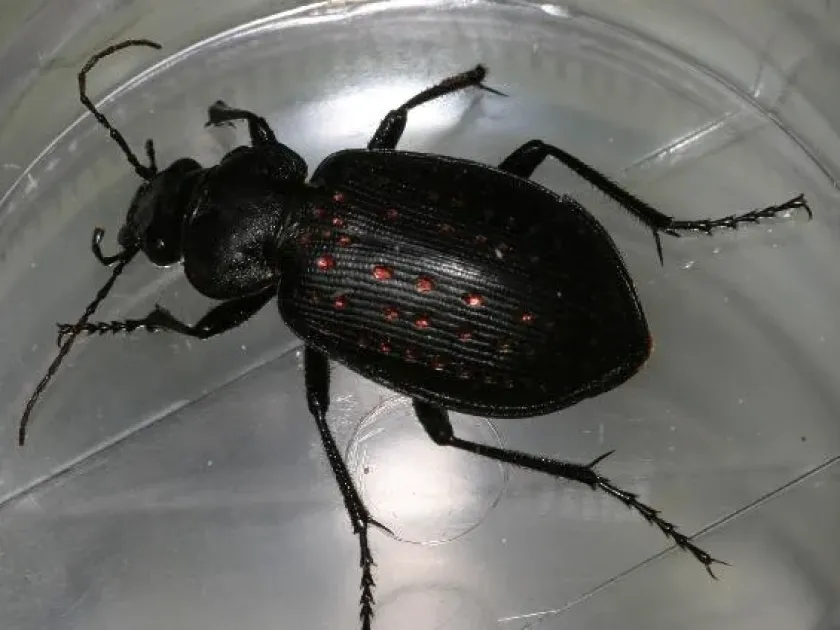 Красотел Calosoma calidum