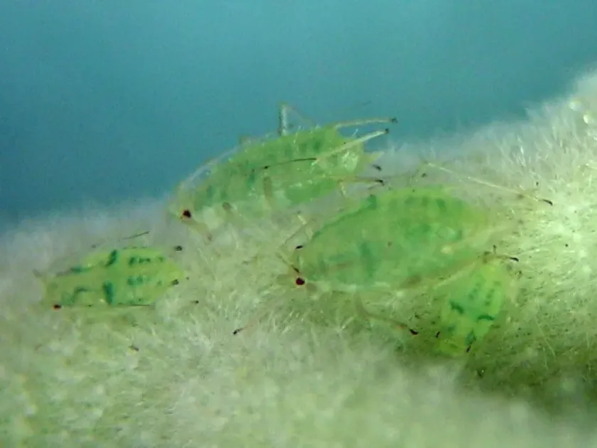 Thistle aphid