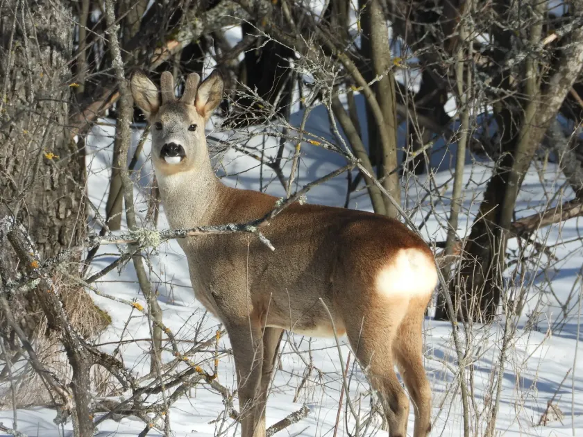 European roe deer