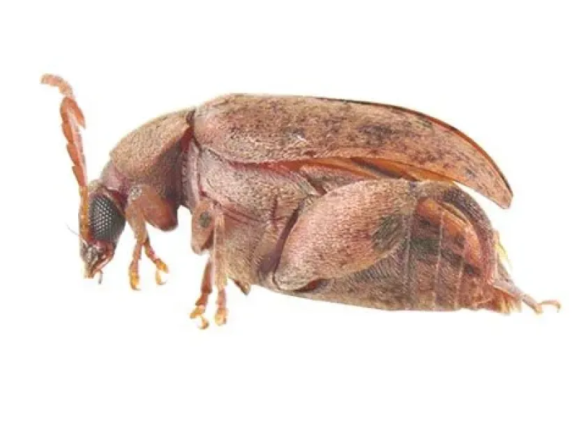 Acacia seed beetle