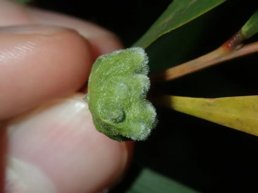 Acacia gall midge