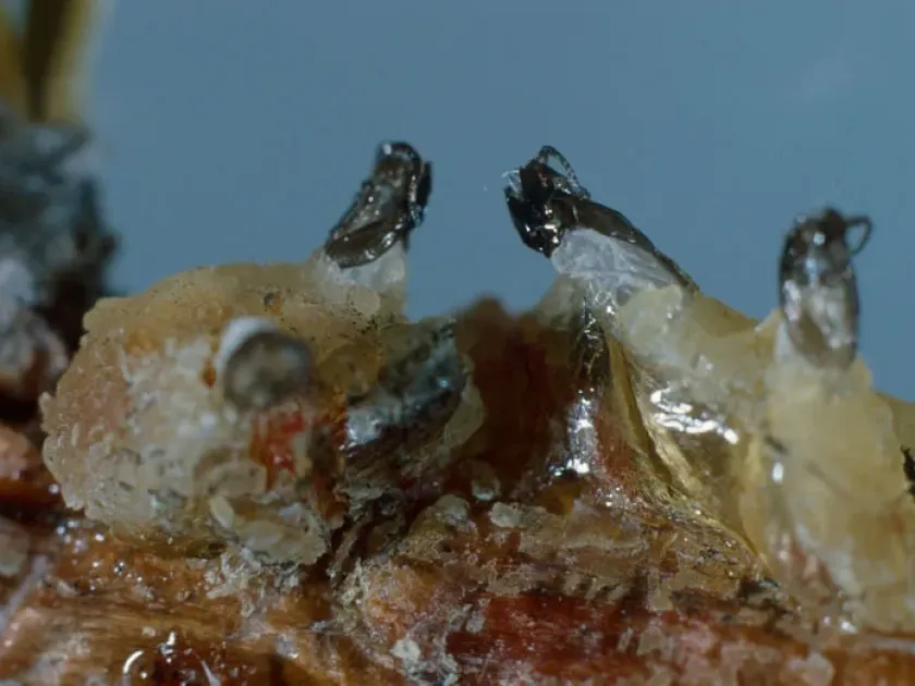 Resin midge