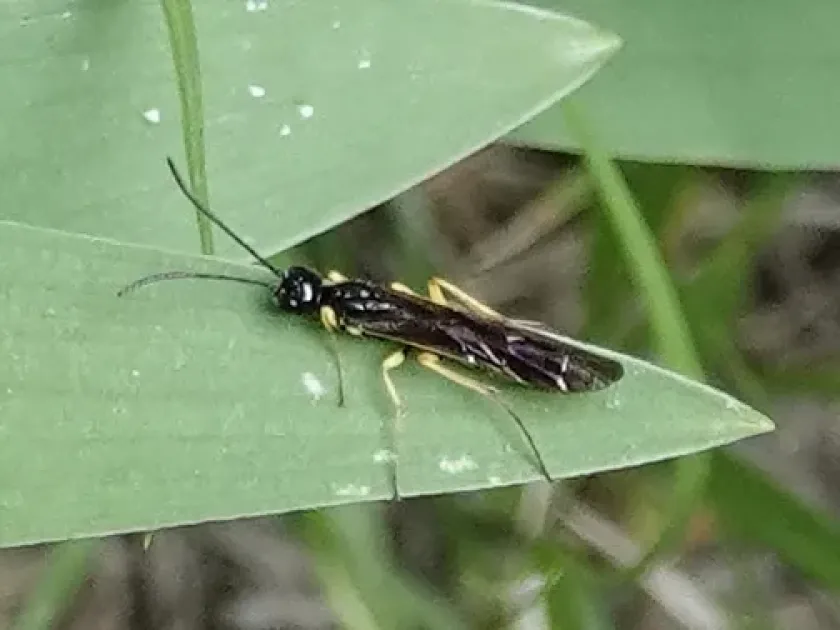 Wheat stem sawfly
