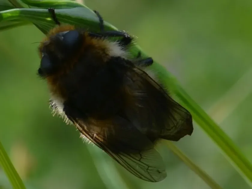 Deer nose bot fly