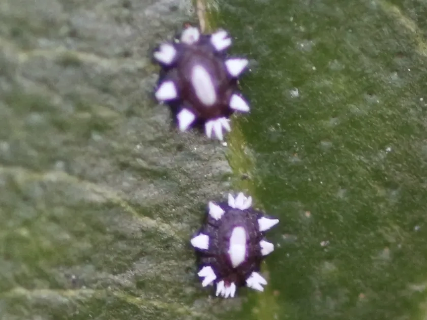 Wax scale