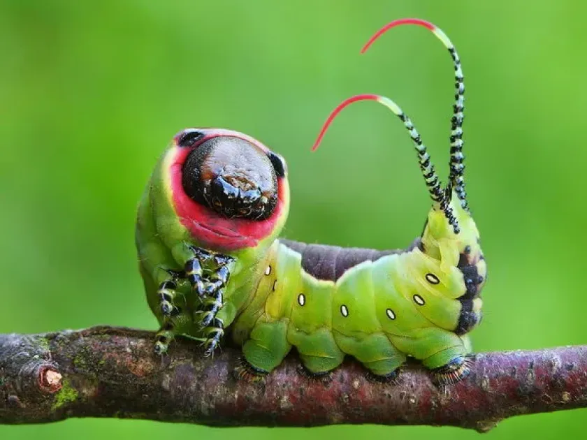 Cerura japonica