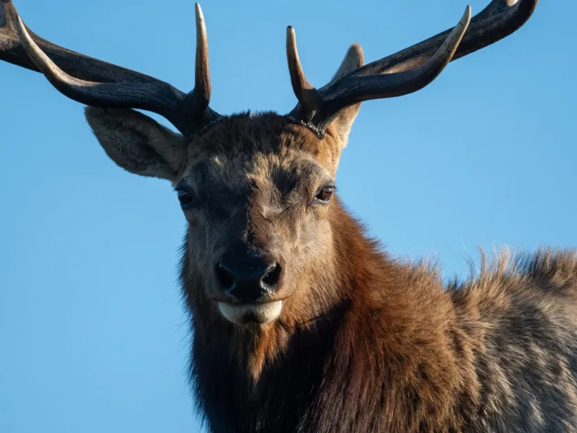 Elk