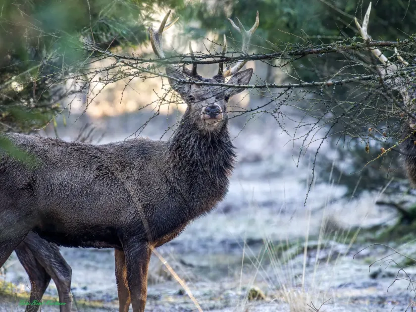 Red deer