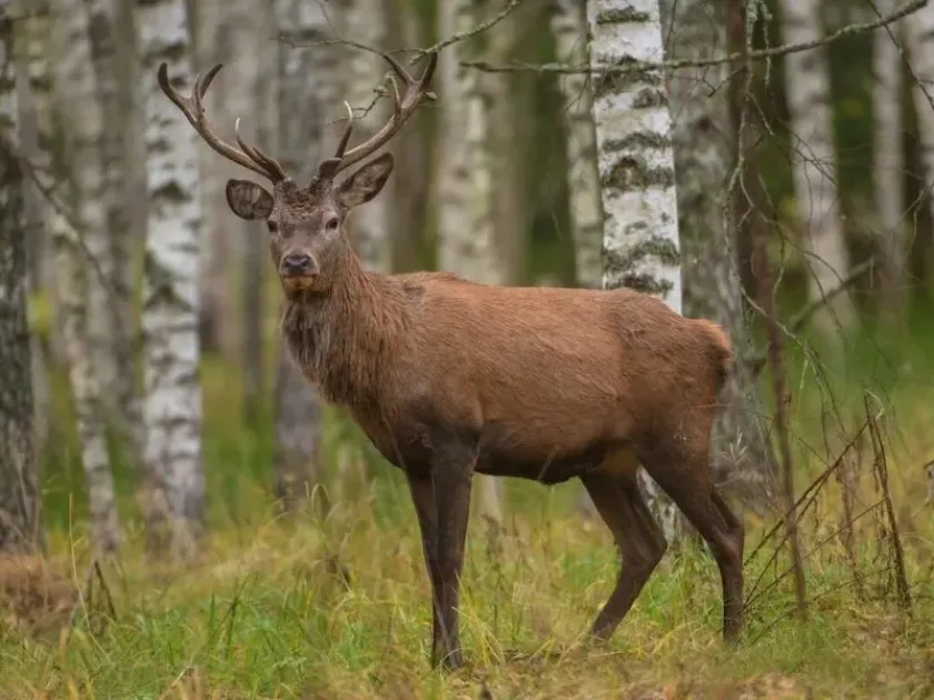 Red deer