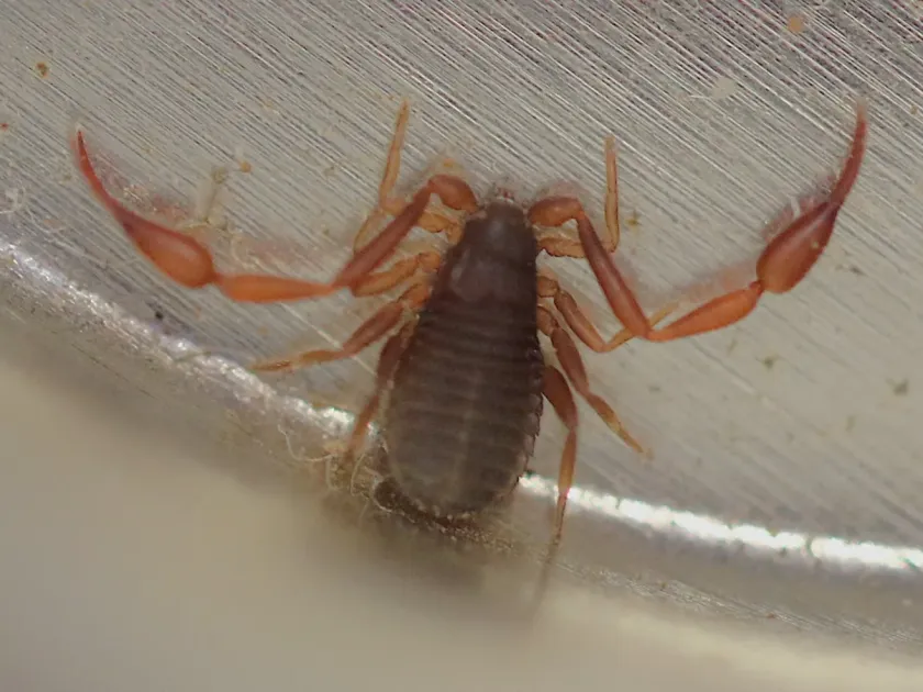 Book scorpion