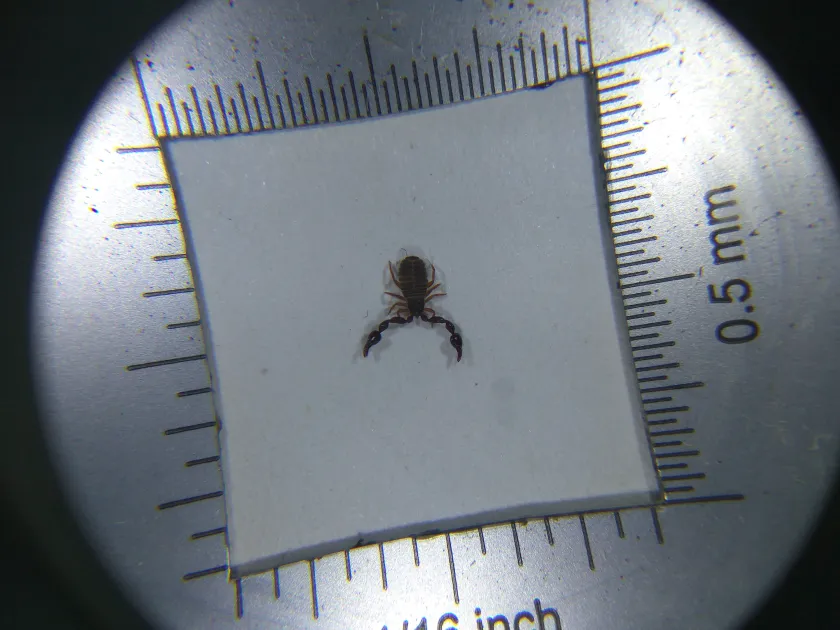 Pseudoscorpion