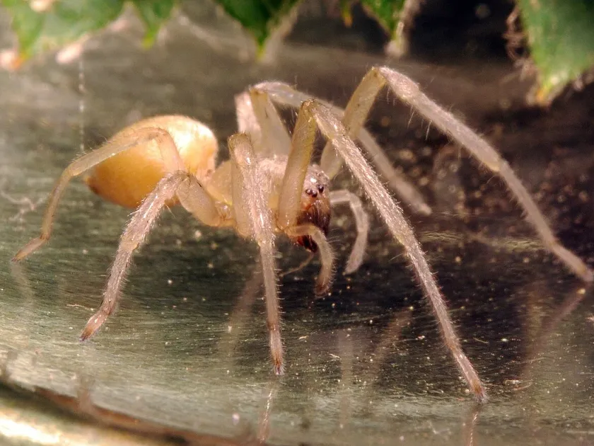 Cheiracanthium mildei