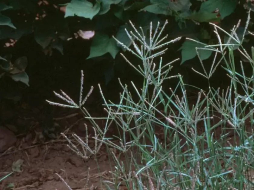 Wheat thrips