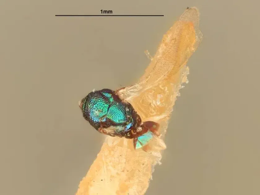 Chrysocharis nitetis