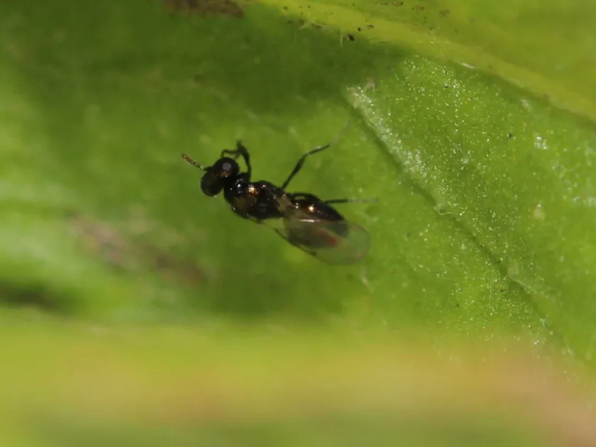 Chrysocharis