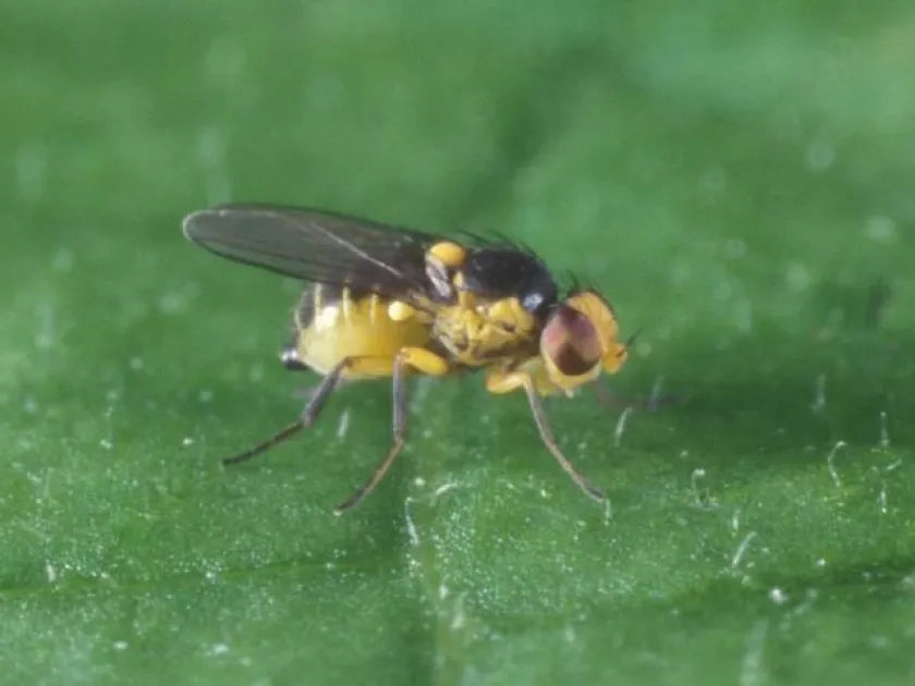 Chrysonotomyia punctiventris