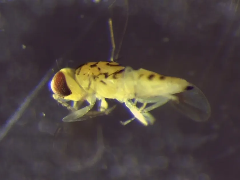 Chrysonotomyia