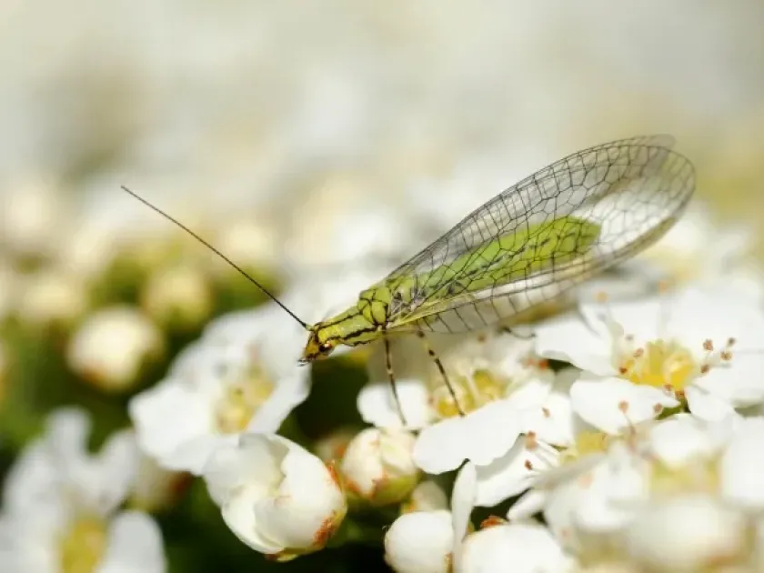 Green lacewing