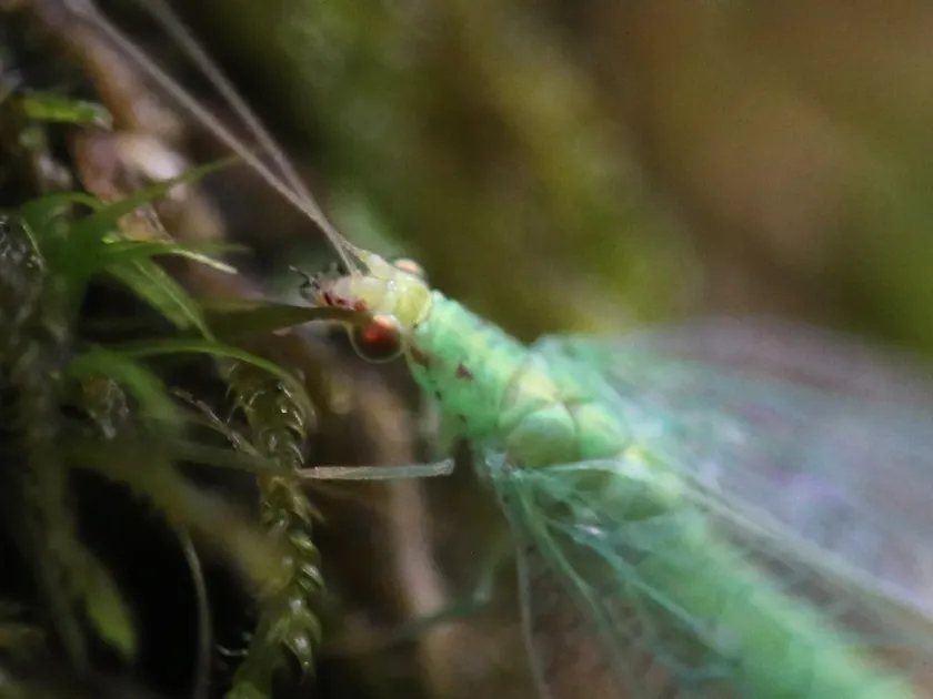 Green lacewing