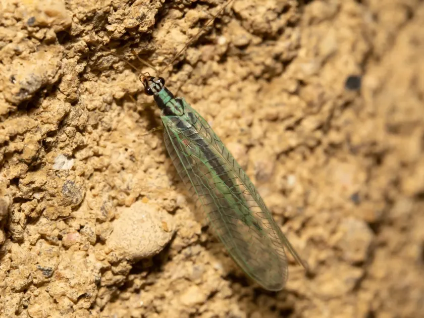 Green lacewing