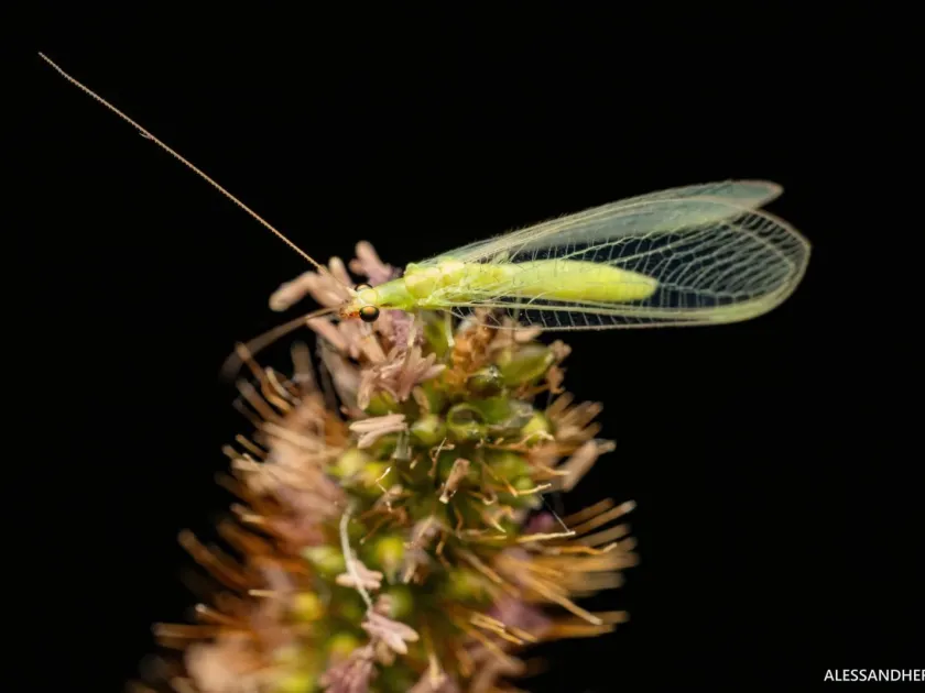 Common Green Lacewing