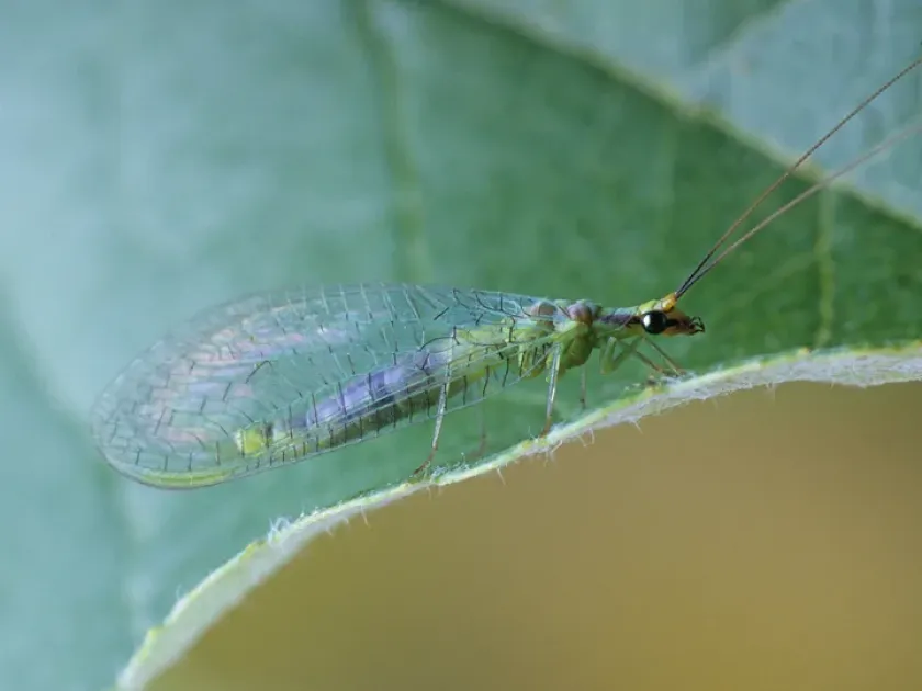 Chrysopa nigricornis