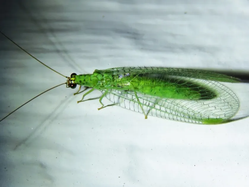 Goldeneye lacewing