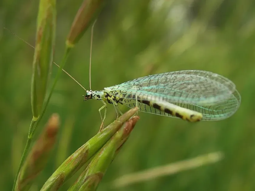 Common Green Lacewing
