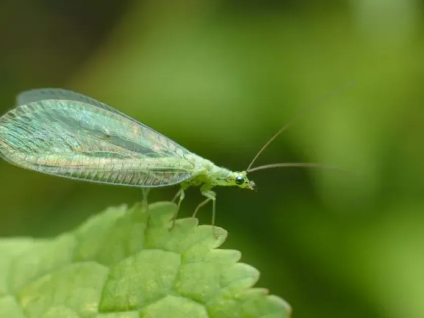 Common Green Lacewing