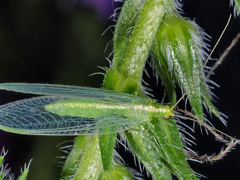 Common Green Lacewing