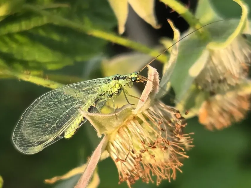 Walker's lacewing