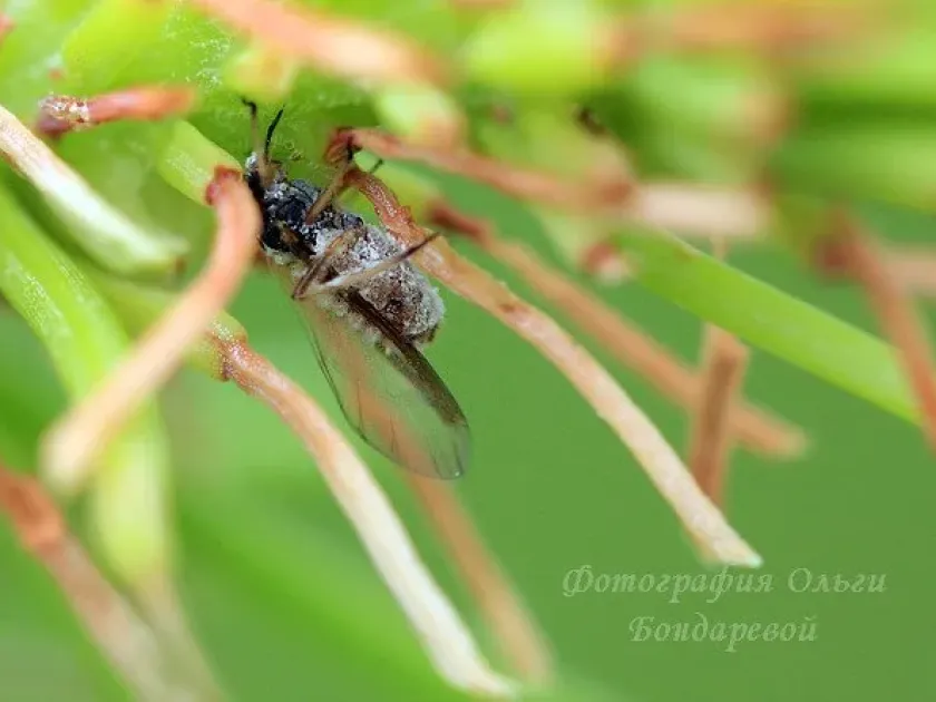 Giant pine aphid