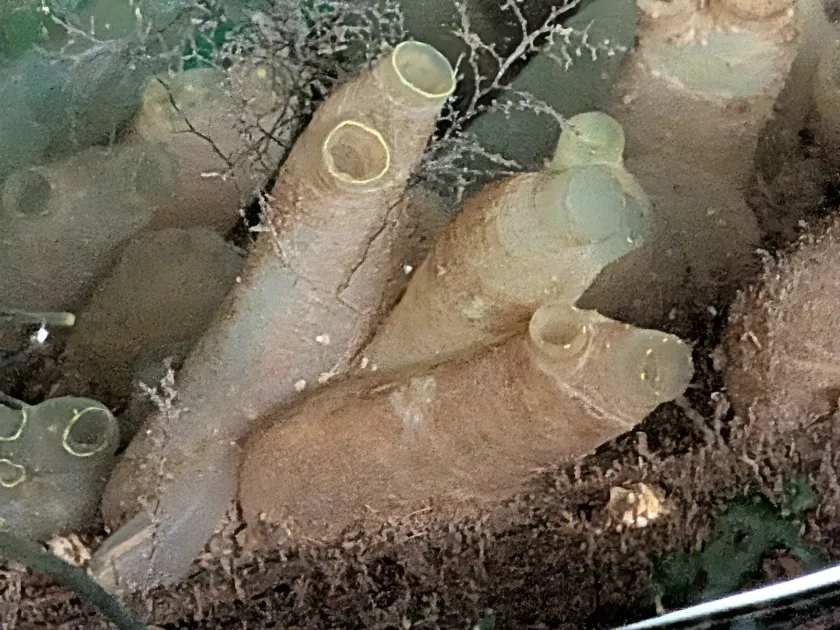 Sea vase