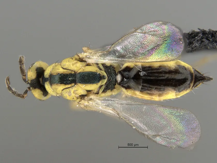 Cirrospilus variegatus