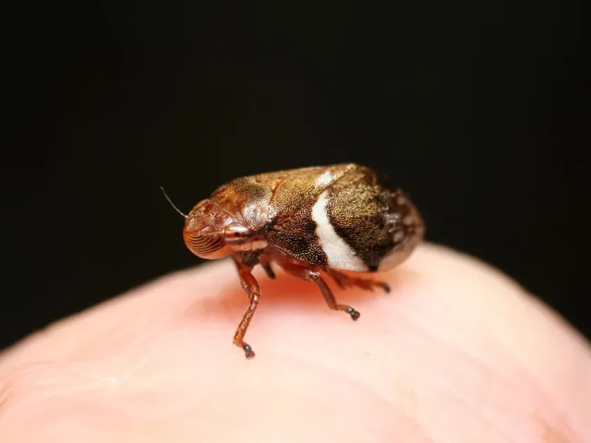 Clastoptera isabelae