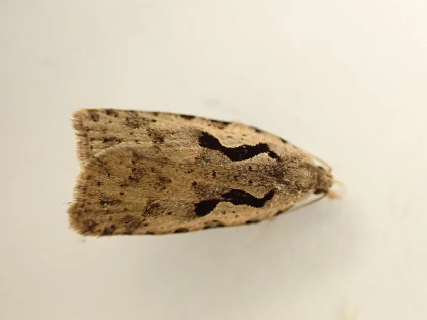 Листовертка Cnephasia jactatana
