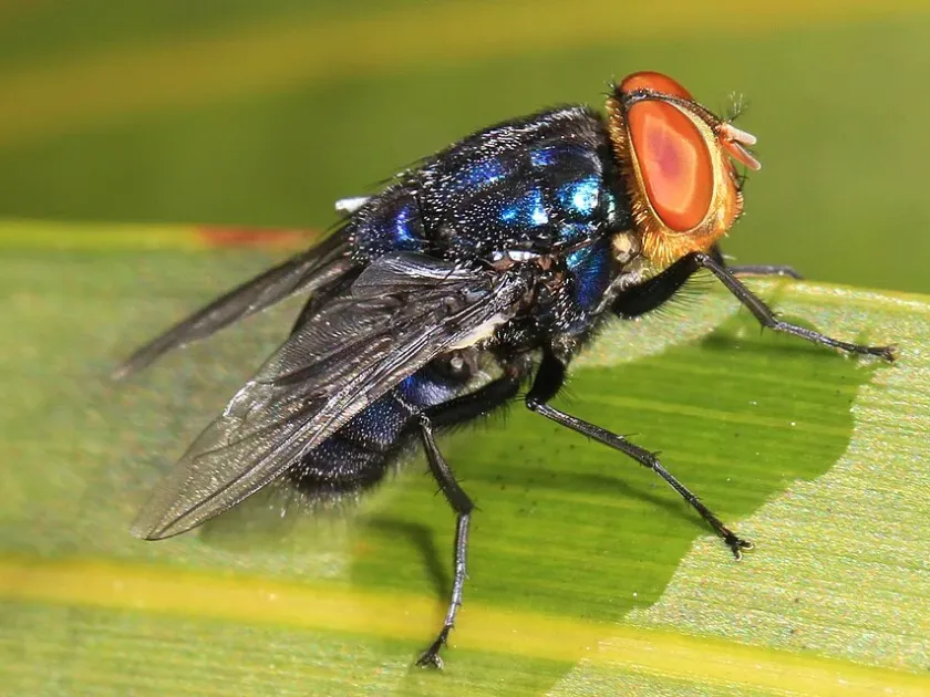 New World screwworm fly