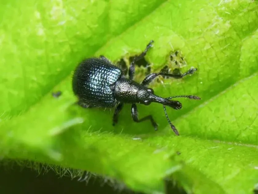 Apple fruit weevil