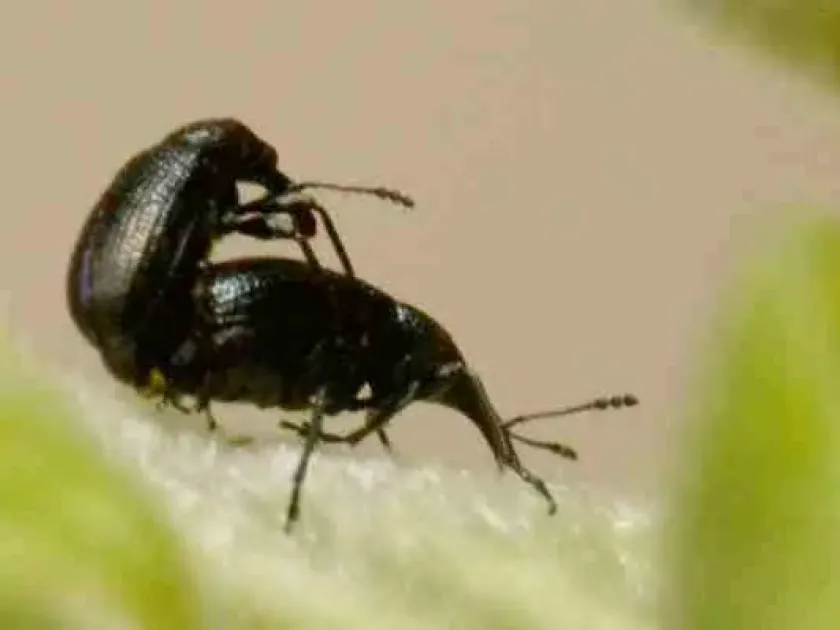 Temnocerus longiceps