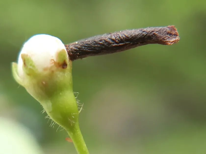 Cherry case-bearer