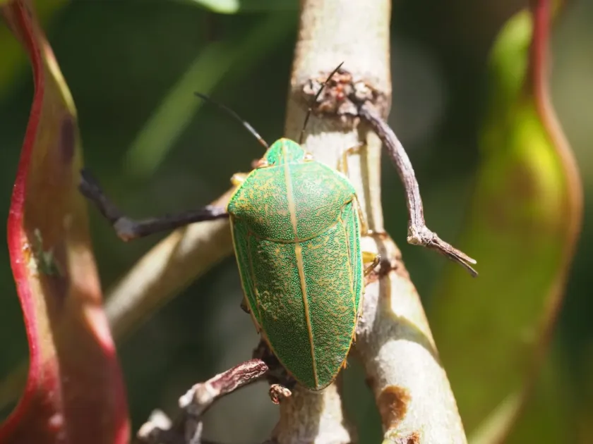 Coleotichus