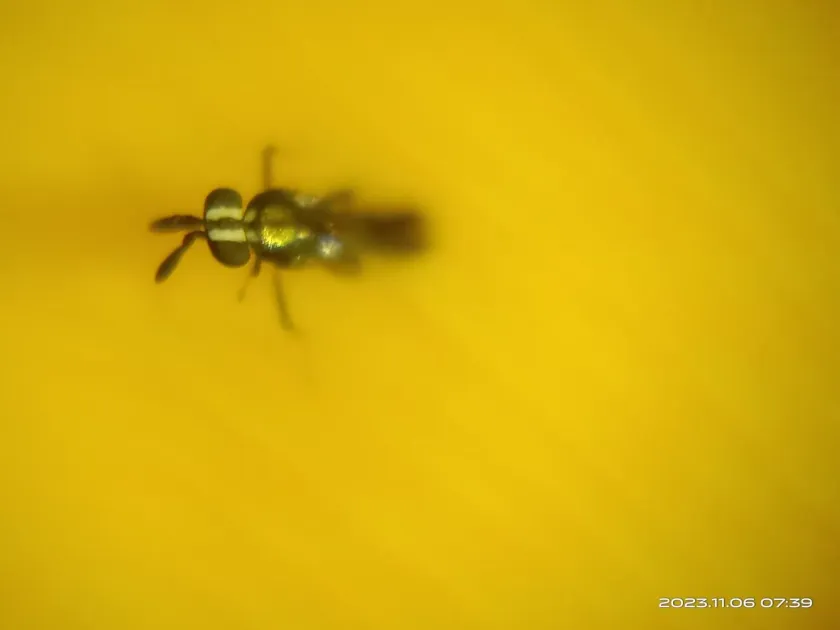 Comperiella