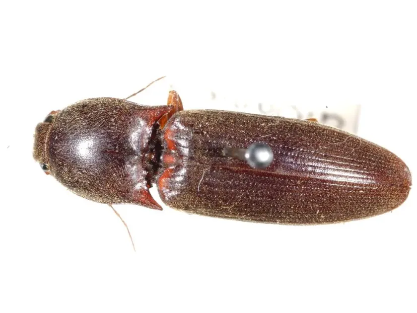 Southern wireworm