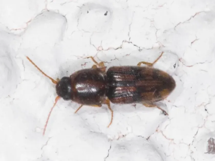 Click beetle Conoderus bellus