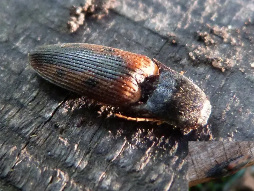 Click beetle Conoderus scalaris