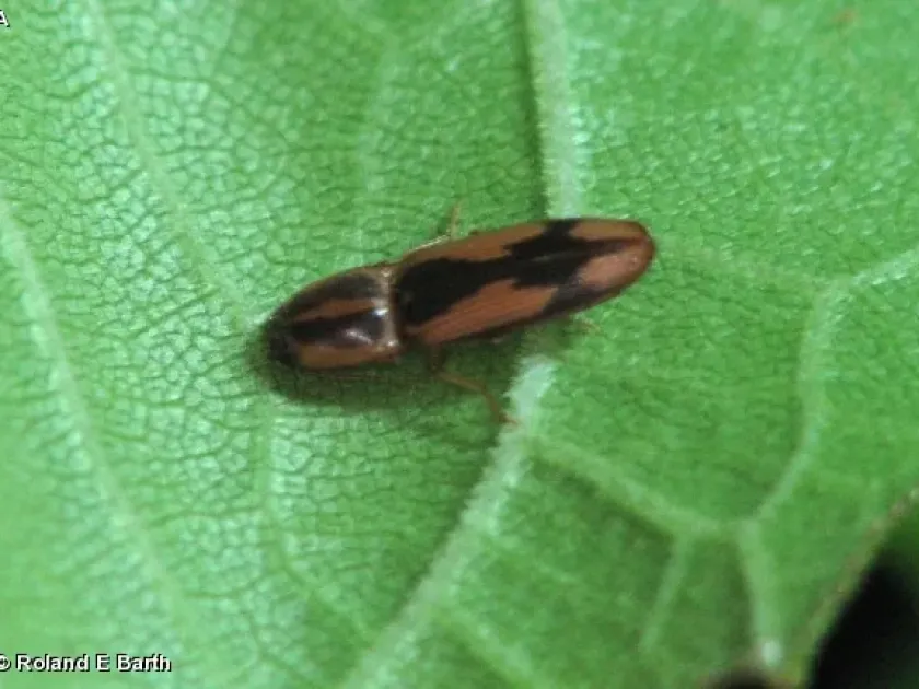Tobacco wireworm