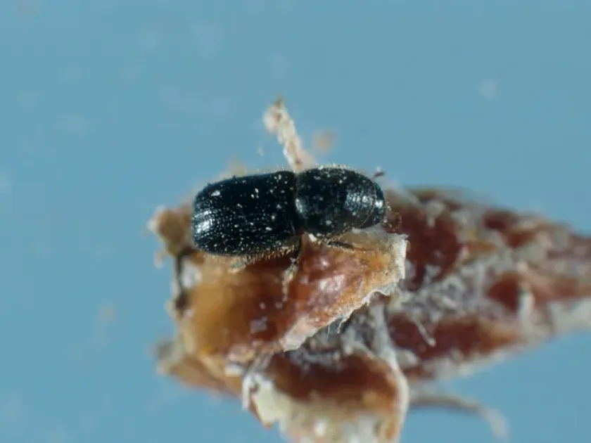 Jack pine cone beetle